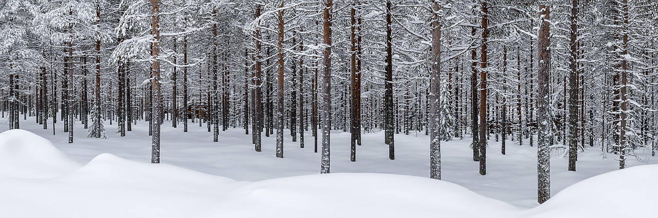 #400062-1 - Pine Forest in Winter, Lapland, Finland