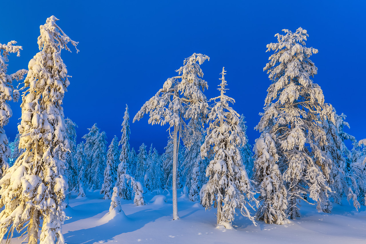 #400063-1 - Snow-covered Pine Trees, Kuusamo, Finland