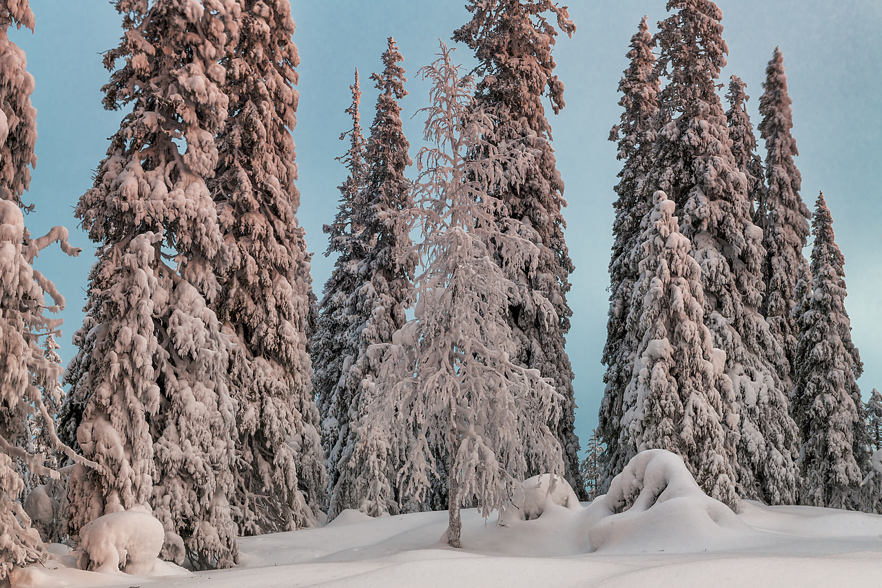 #400065-1 - Snow-covered Pine Trees, Kuusamo, Finland