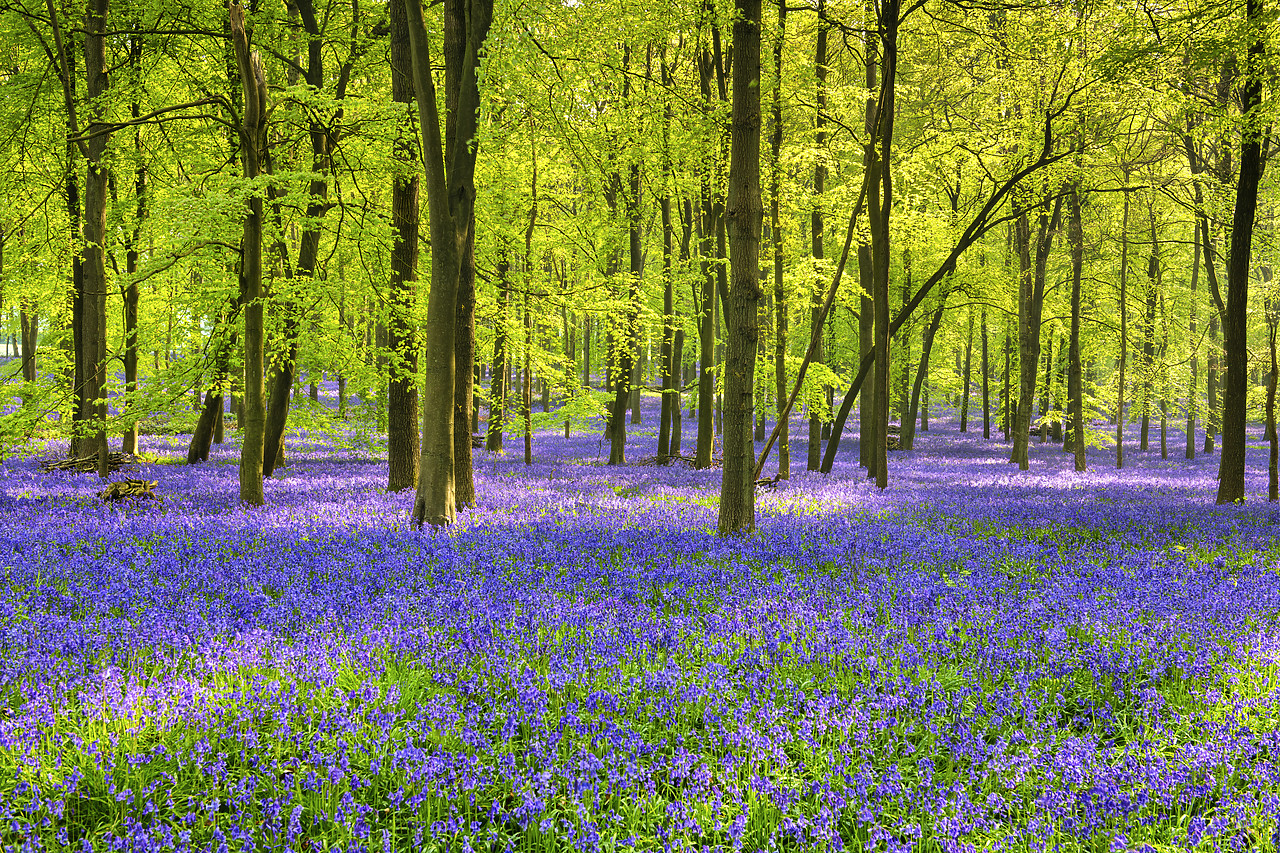 #400101-1 - Woodland of Bluebells (Hyacinthoides non-scripta) England