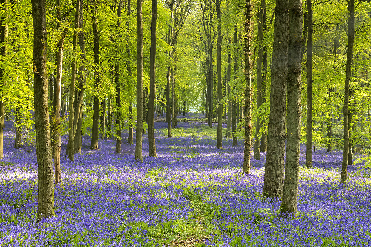 #400102-1 - Woodland of Bluebells (Hyacinthoides non-scripta) England