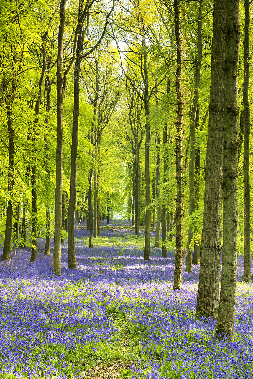 #400102-2 - Woodland of Bluebells (Hyacinthoides non-scripta) England