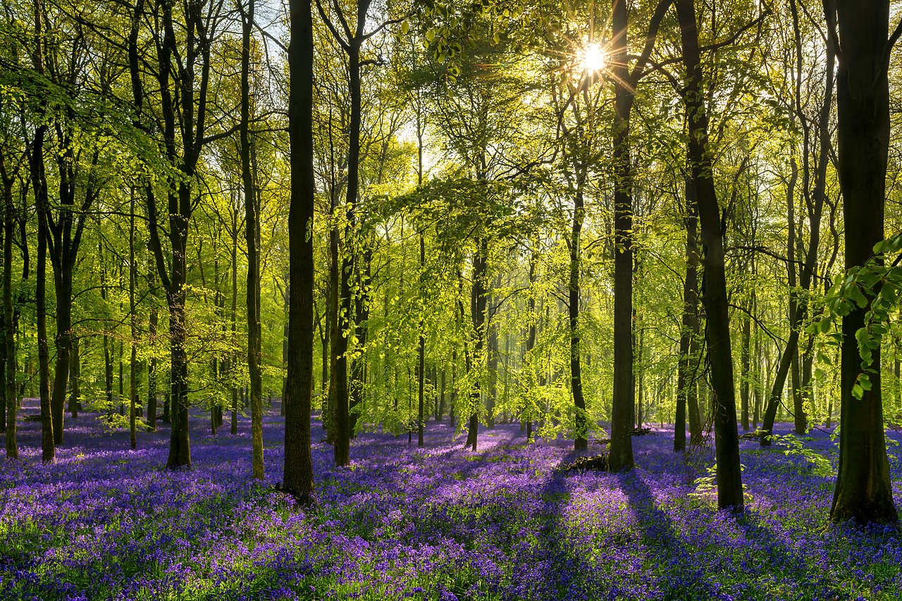#400103-1 - Woodland of Bluebells (Hyacinthoides non-scripta) England