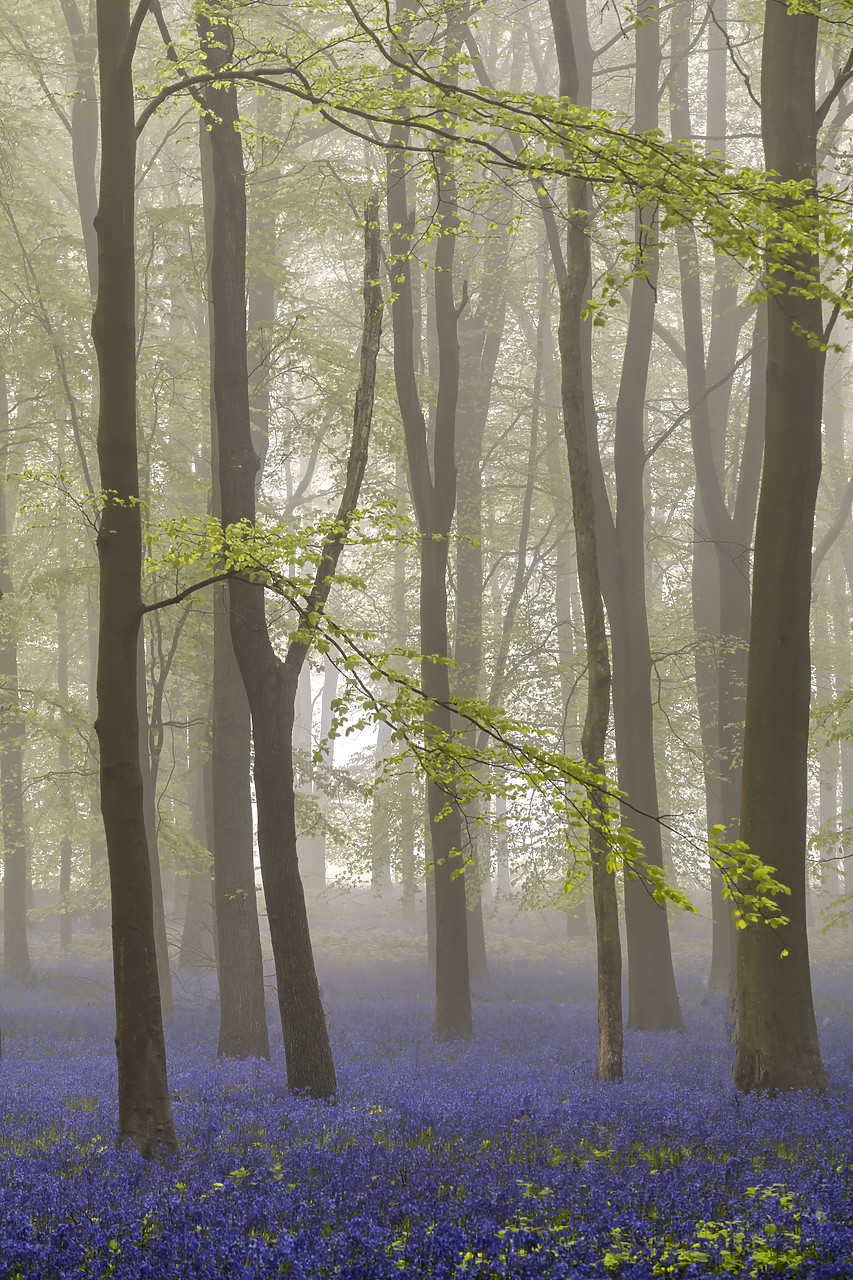 #400105-1 - Bluebell (Hyacinthoides non-scripta) Wood in Mist, England