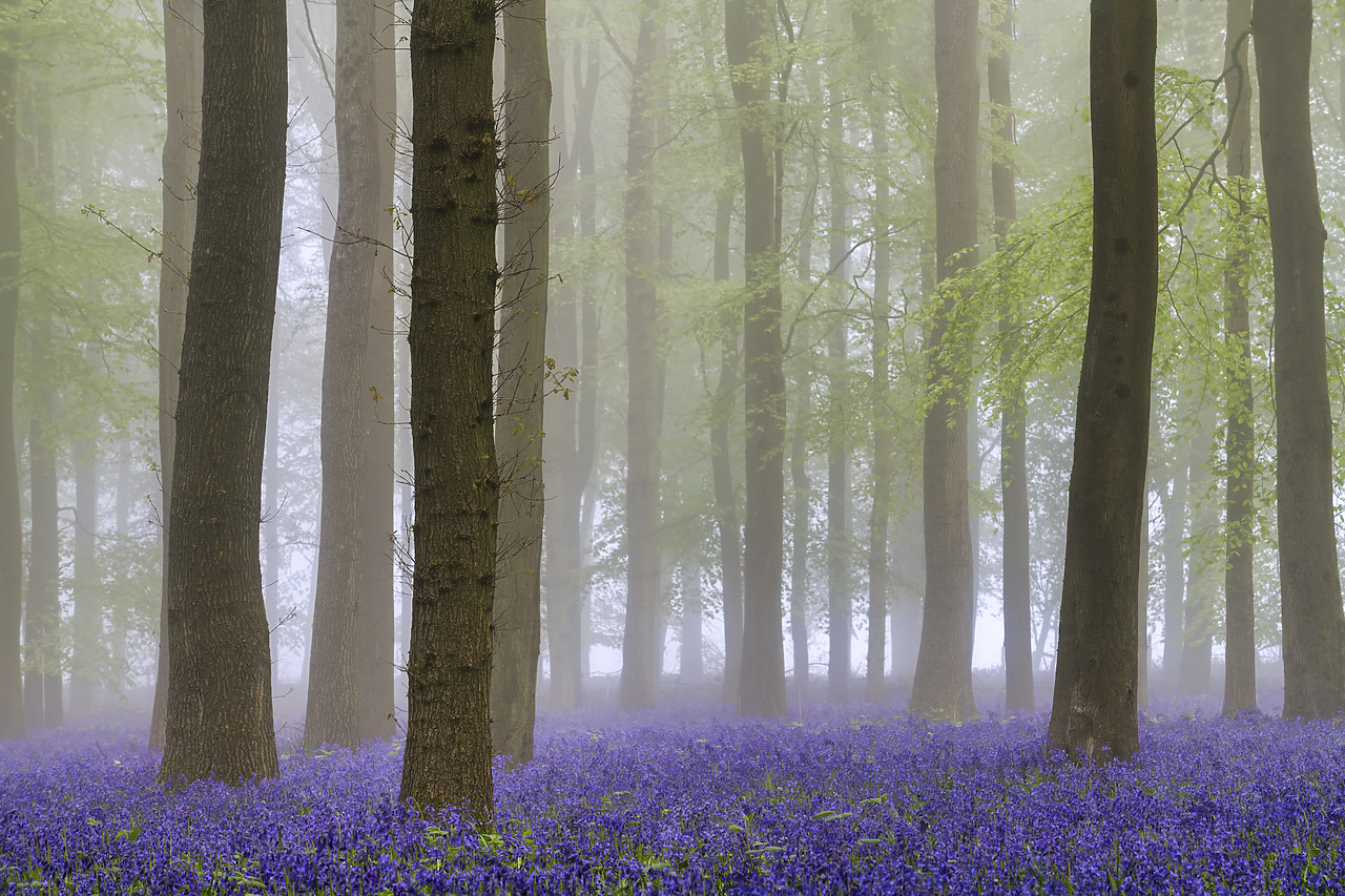 #400106-1 - Bluebell (Hyacinthoides non-scripta) Wood in Mist, England