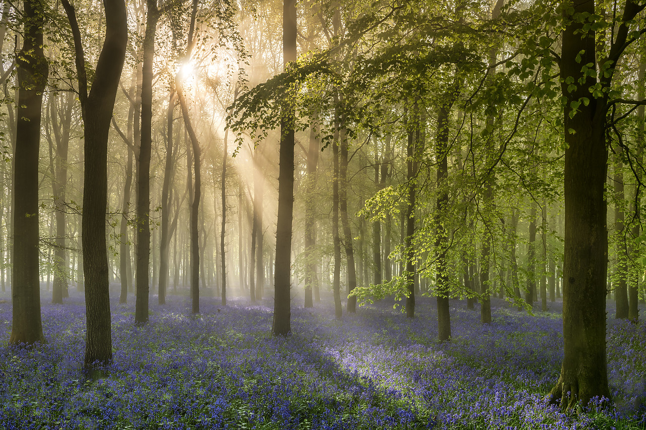 #400111-1 - Woodland of Bluebells in Mist (Hyacinthoides non-scripta) England