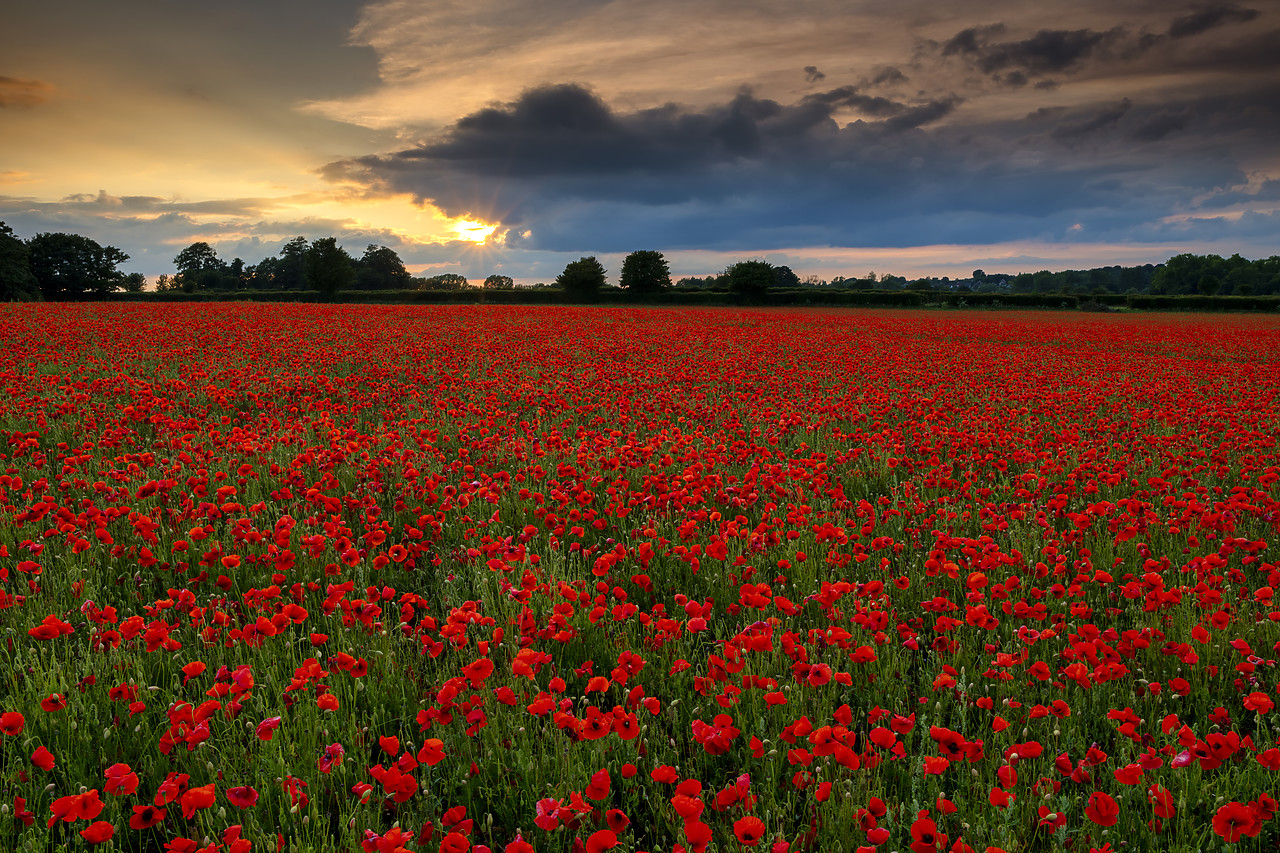 #400133-1 - Field of English Poppies at Sunset, Norwich, Norfolk, England