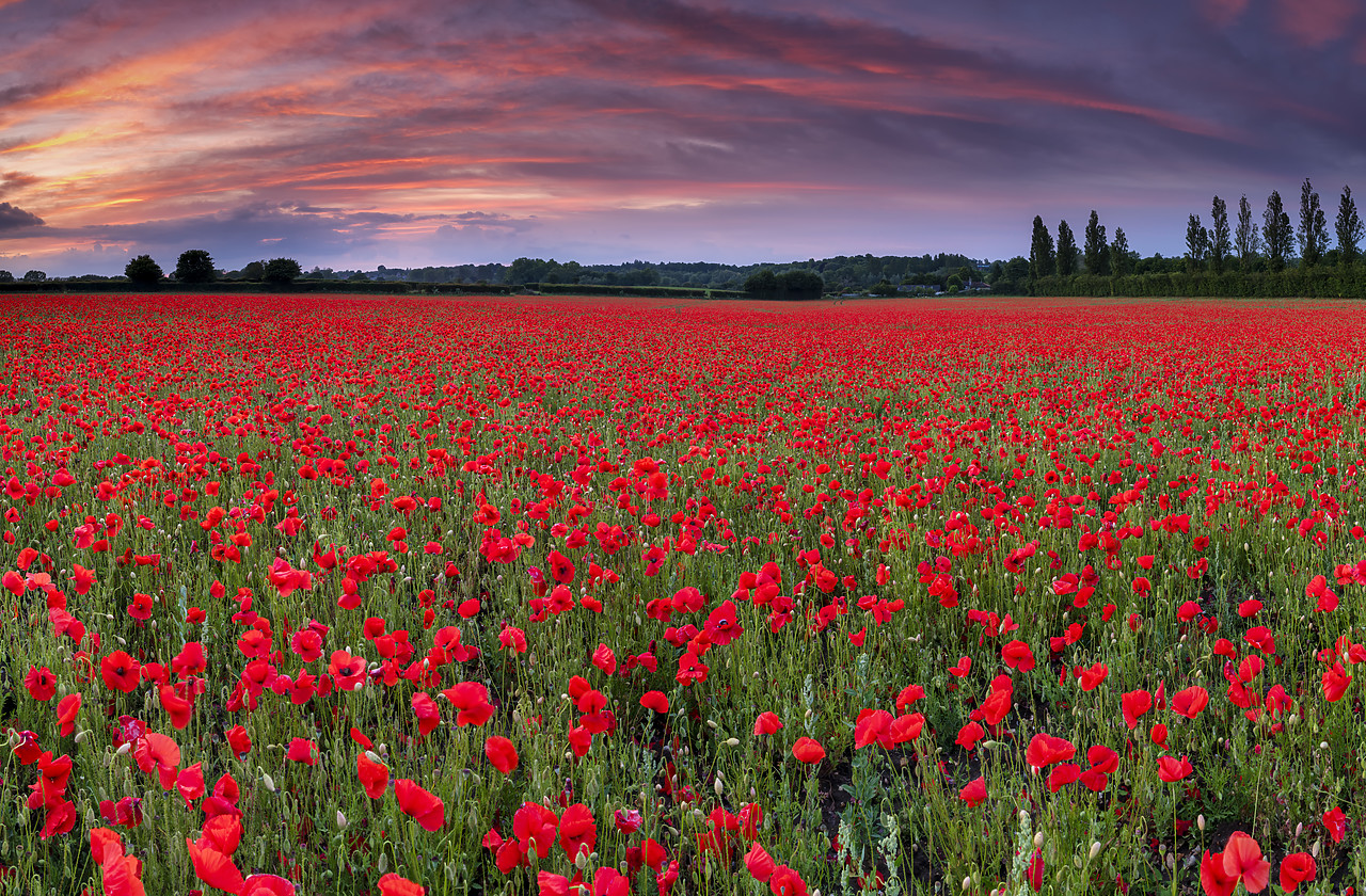 #400135-1 - Field of English Poppies at Sunset, Norwich, Norfolk, England
