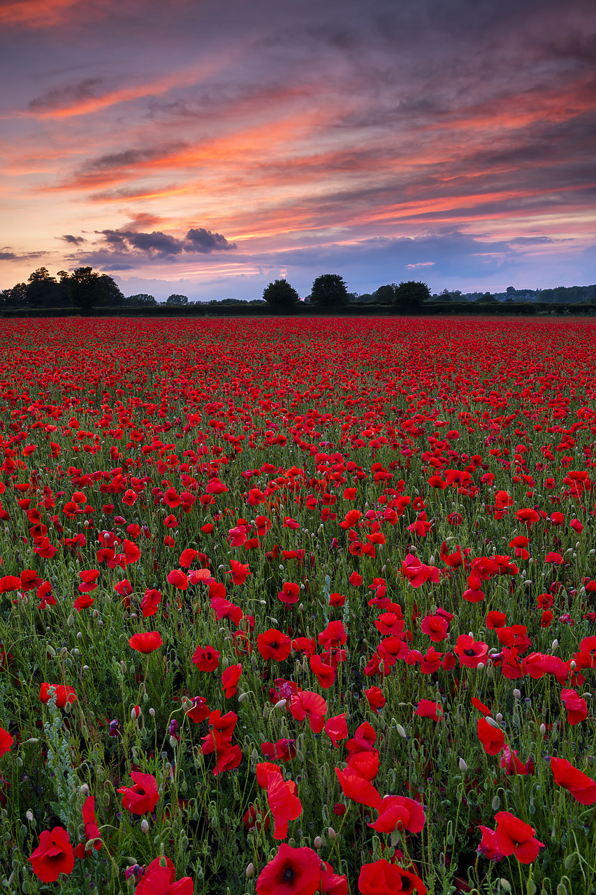 #400136-2 - Field of English Poppies at Sunset, Norwich, Norfolk, England