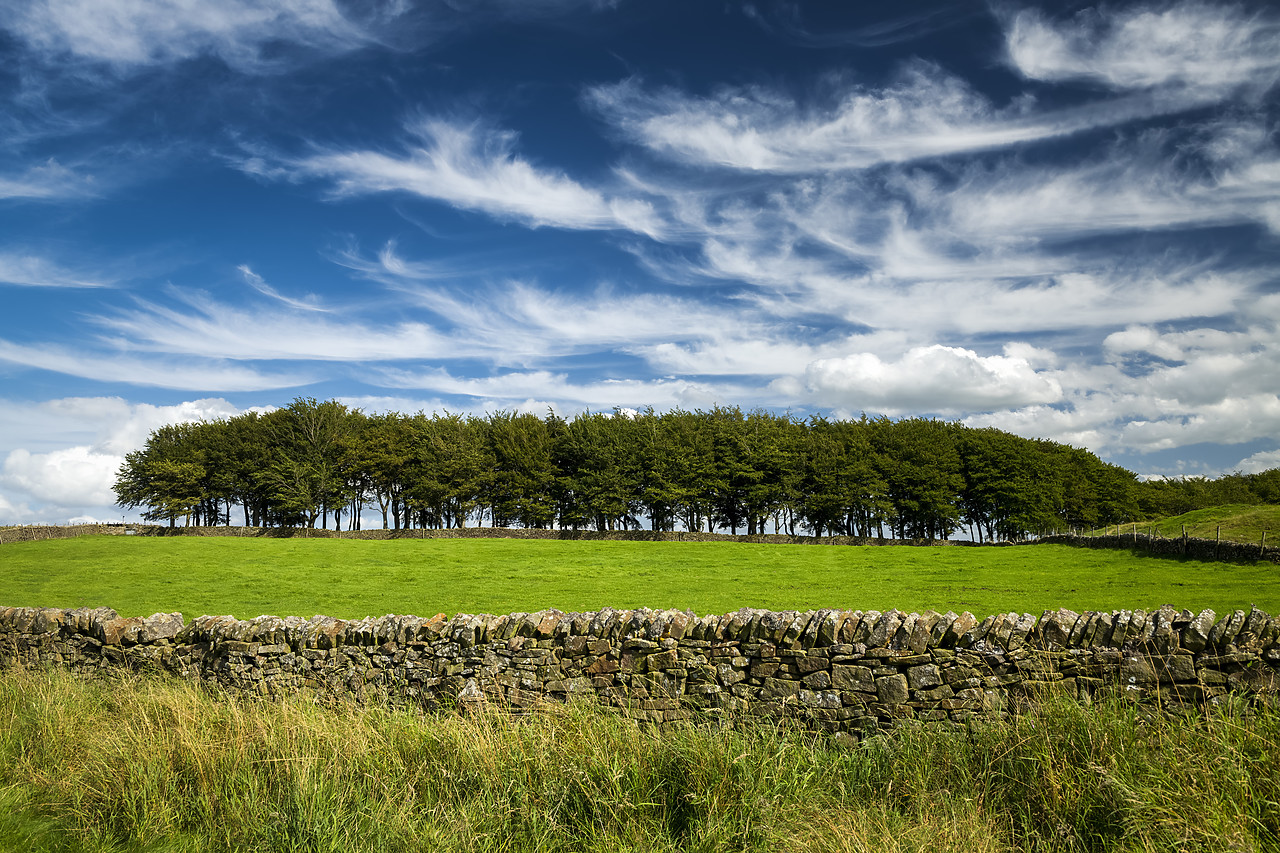 #400195-1 - Line of Trees & Stone Wall, Peak District National Park, Derbyshire, England