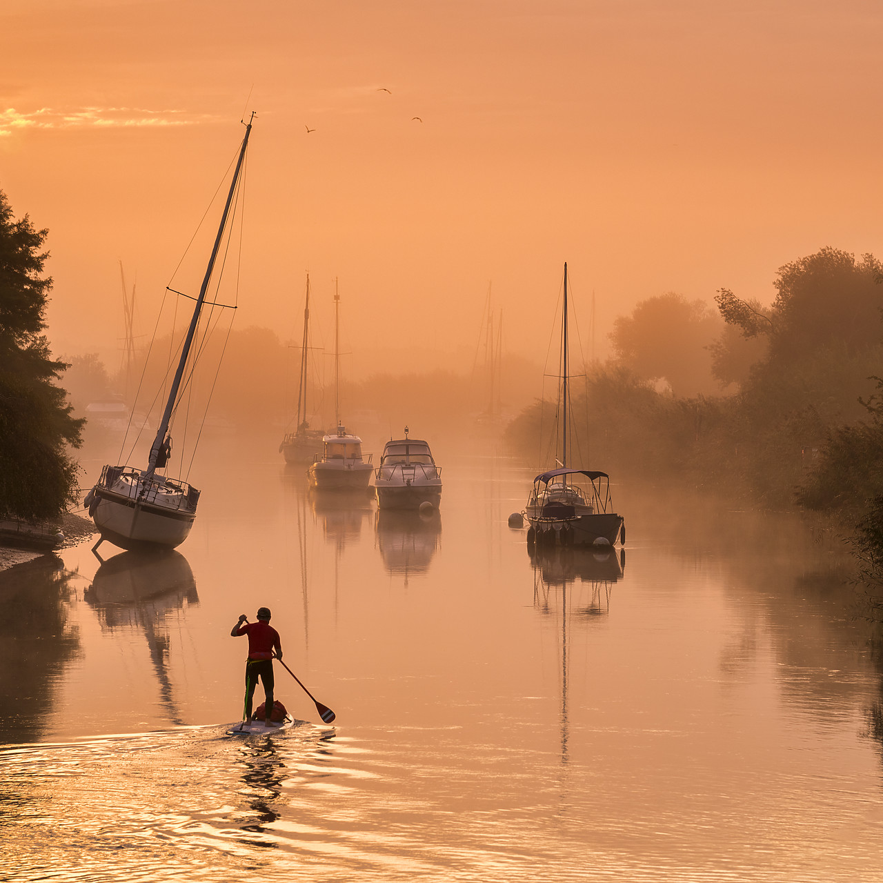 #400219-1 - Paddle Boarder on River Frome, Wareham, Dorset, England