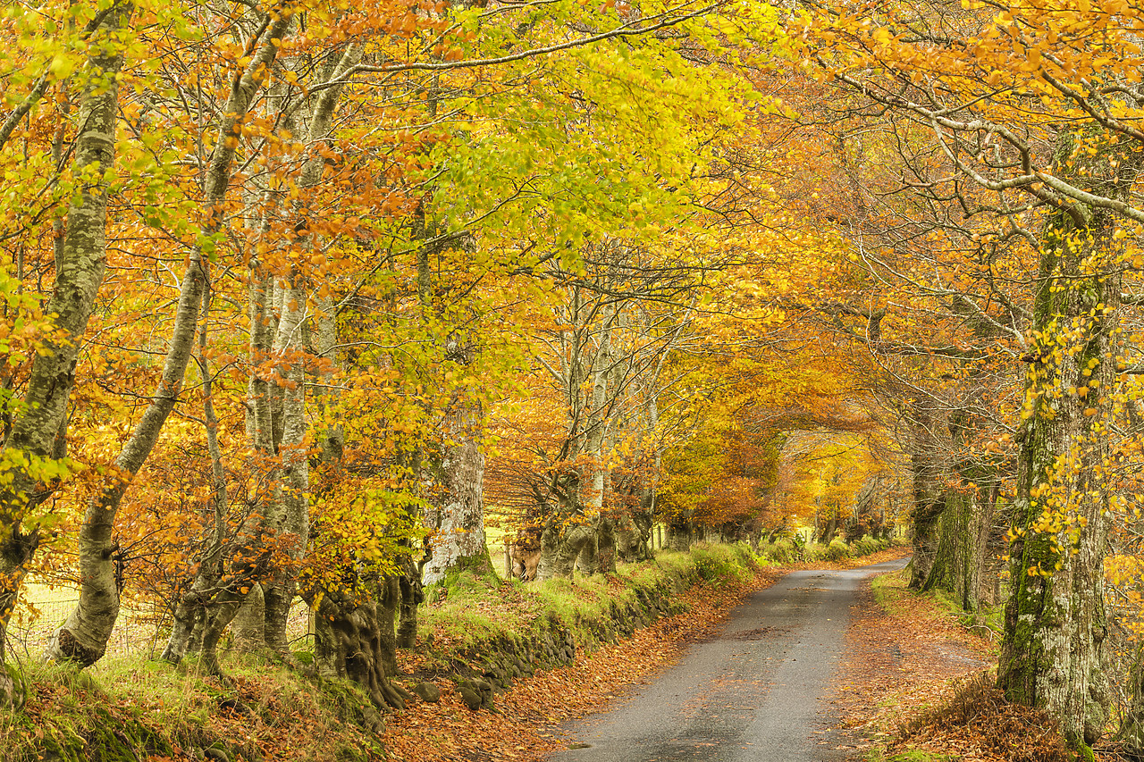 #400246-1 - Country Lane in Autumn, Glen Lyon, Perth & Kinross, Scotland