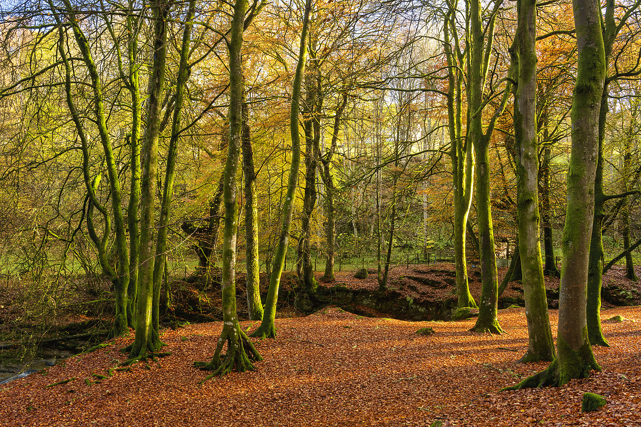 #400250-1 - Beech Trees in Autumn, Birks of Aberfeldy, Perth & Kinross, Scotland