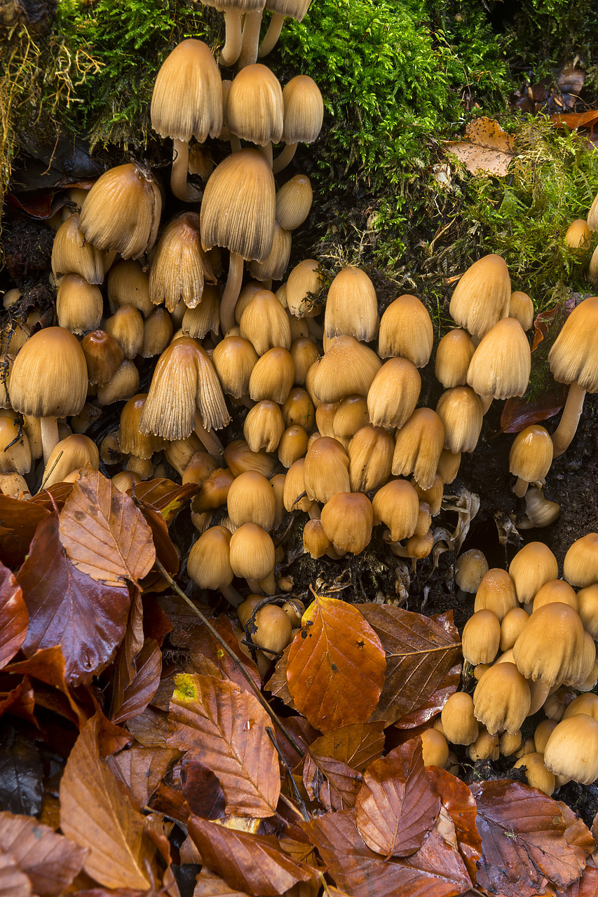 #400253-1 - Sulphur Tufts in Autumn (Hypholoma fasciculare) Birks of Aberfeldy, Scotland