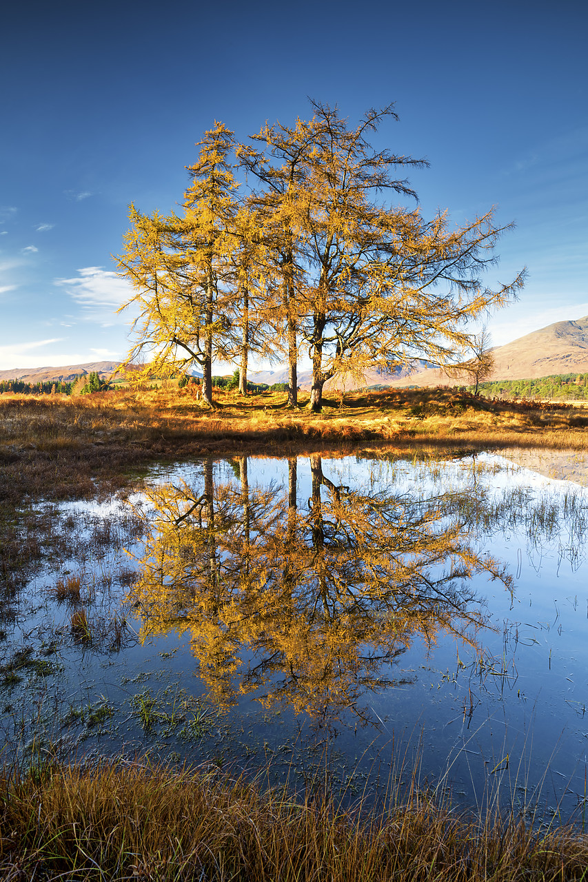 #400281-2 - Larch Trees Reflecting in Loch Tulla in Autumn, Argyll & Bute, Scotland