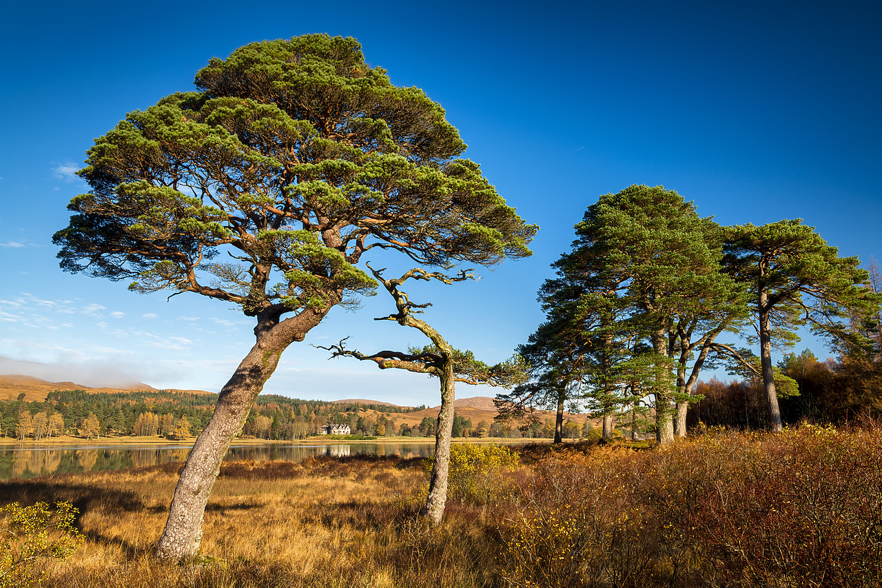 #400286-1 - Scots Pines along Loch Tulla in Autumn, Argyll & Bute, Scotland