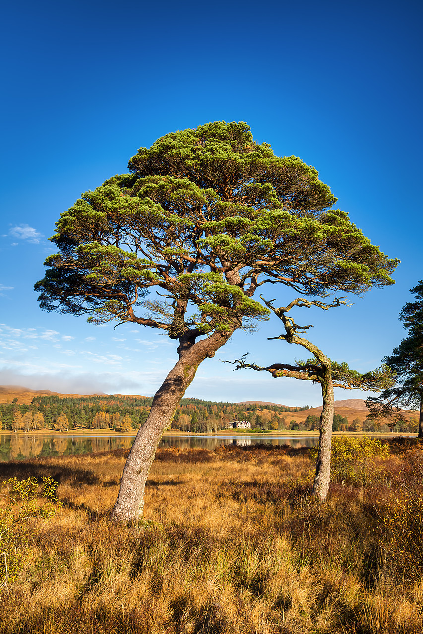 #400286-2 - Scots Pines along Loch Tulla in Autumn, Argyll & Bute, Scotland