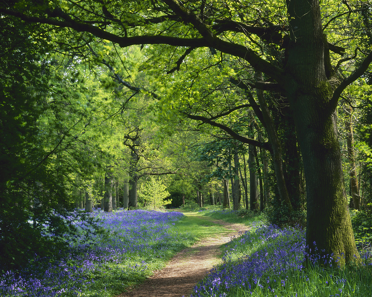 #400392-1 - Path Through Bluebell Wood, Norfolk, England