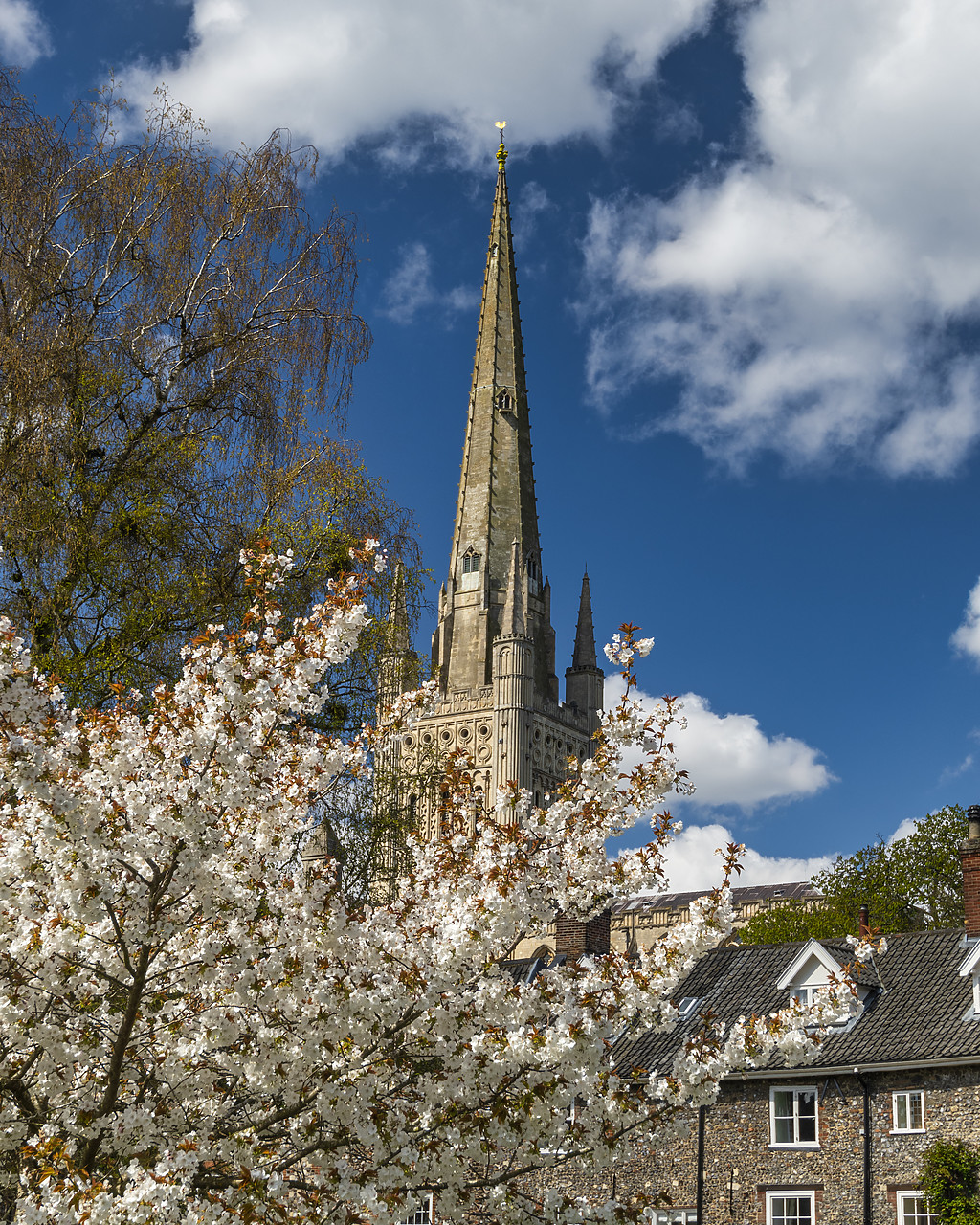 #410070-1 - Norwich Cathedral in Spring, Norwich, Norfolk, England