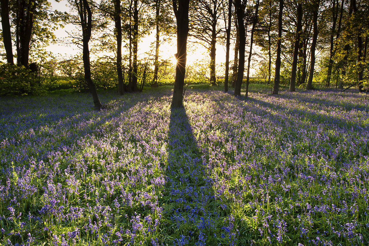#410076-1 - Sunlight Across Bluebell Wood, Norfolk, England