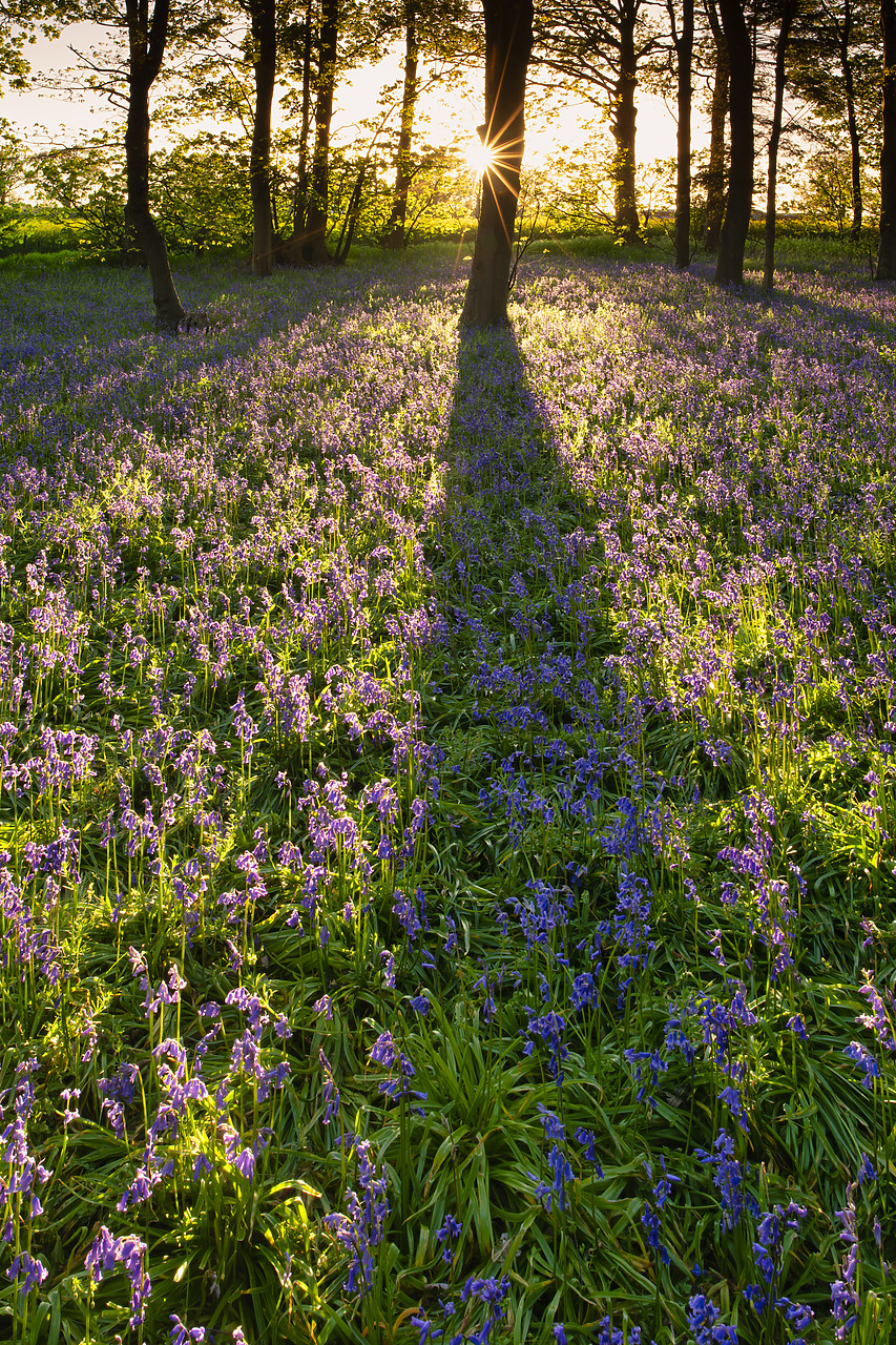 #410076-2 - Sunlight Across Bluebell Wood, Norfolk, England