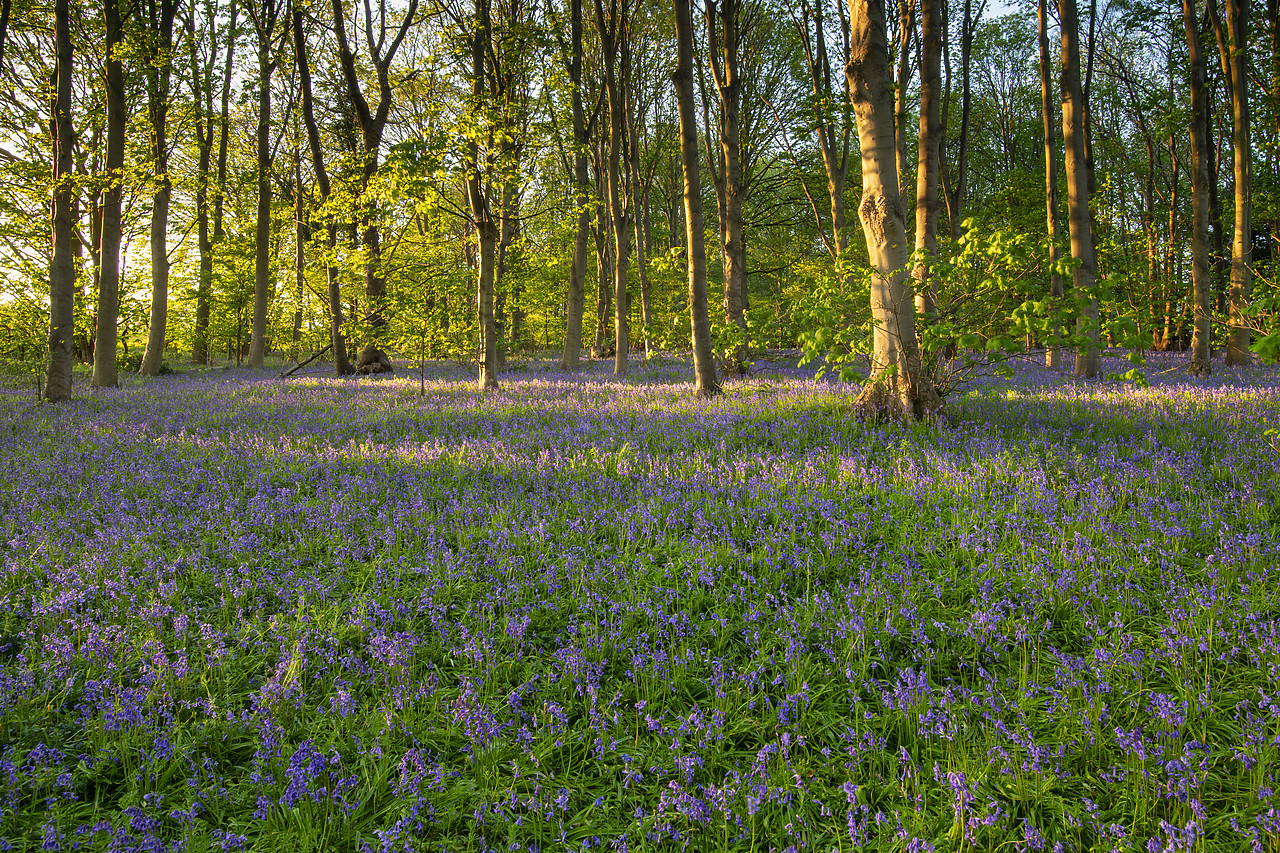 #410077-1 - Bluebell Wood, Norfolk, England