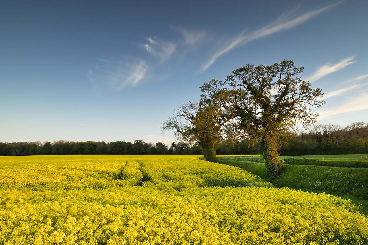 #410078-1 - Field of Oilseed Rape, Swardeston, Norfolk, England
