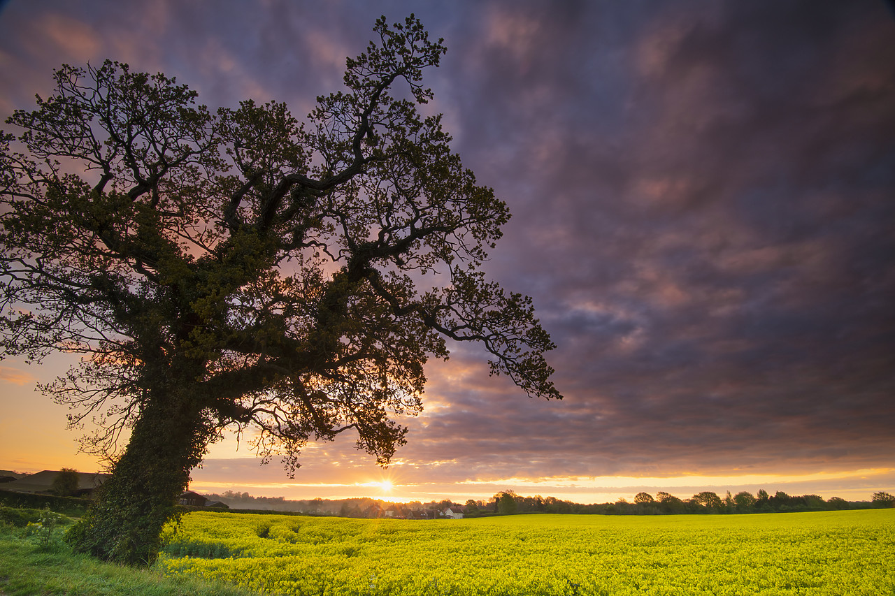 #410079-1 - Sunrise Over Field of Oilseed Rape, Swardeston, Norfolk, England