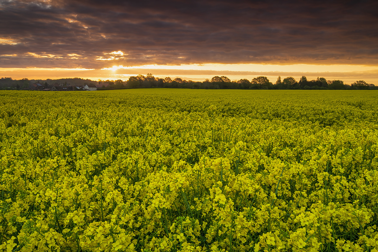 #410081-1 - Sunrise Over Field of Oilseed Rape, Swardeston, Norfolk, England
