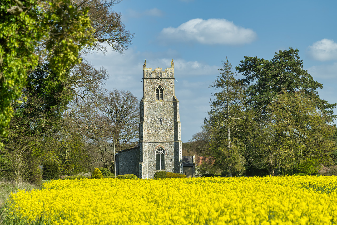 #410083-1 - St. Michael's Church in Field of Rape, Hockering, Norfolk, England