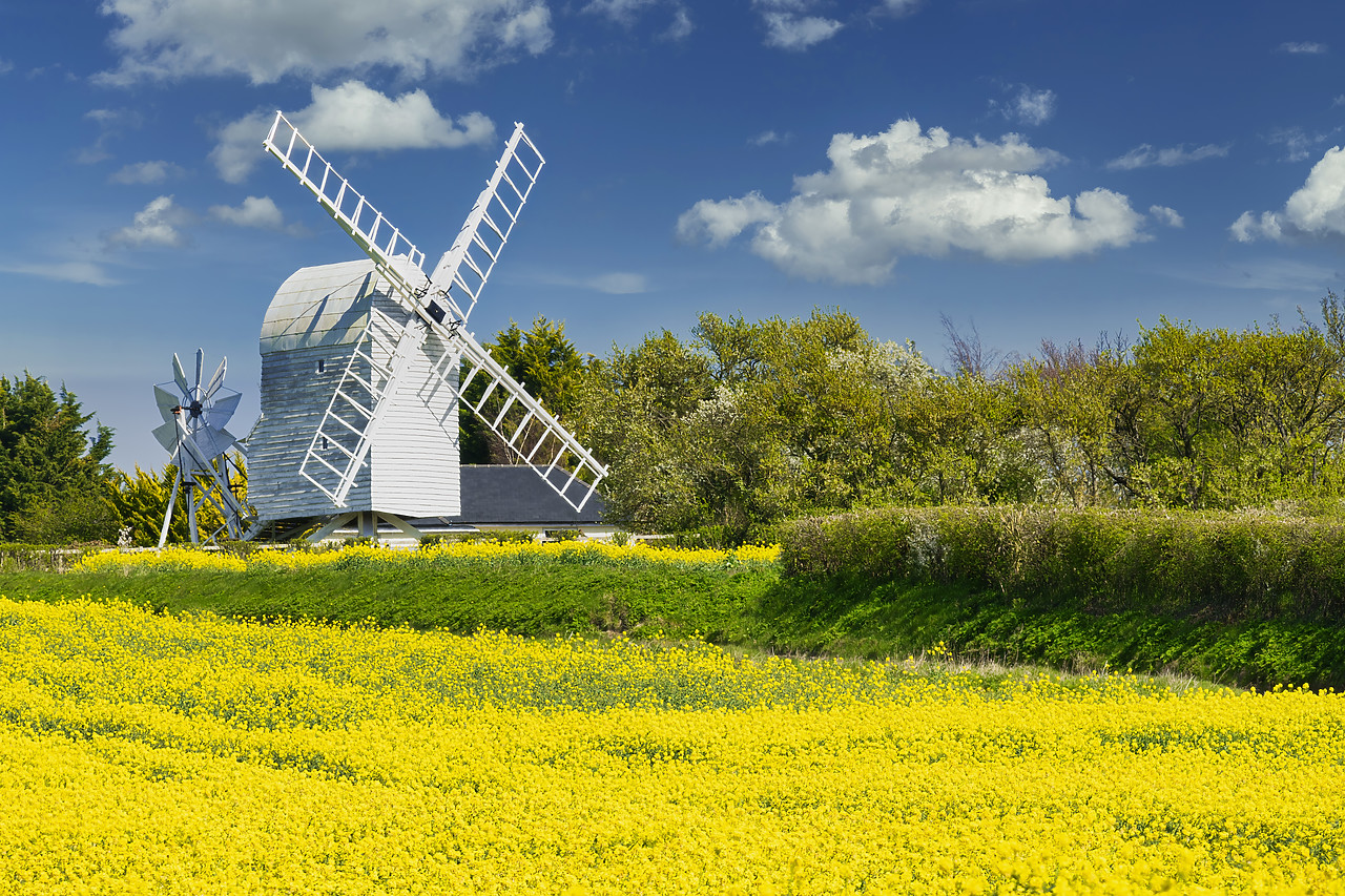 #410088-1 - Great Chishill Windmill in Field of Rape, Cambridgeshire, England