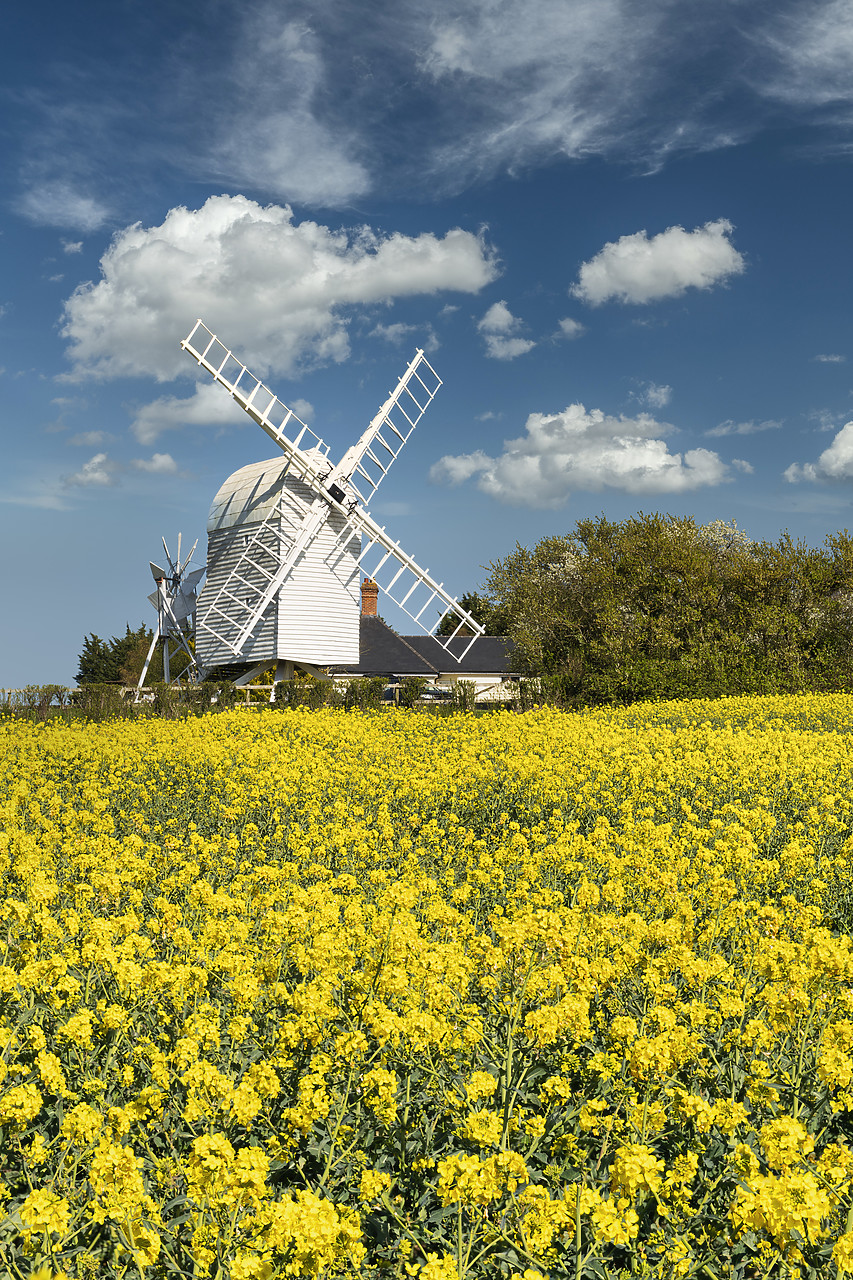 #410089-2 - Great Chishill Windmill in Field of Rape, Cambridgeshire, England
