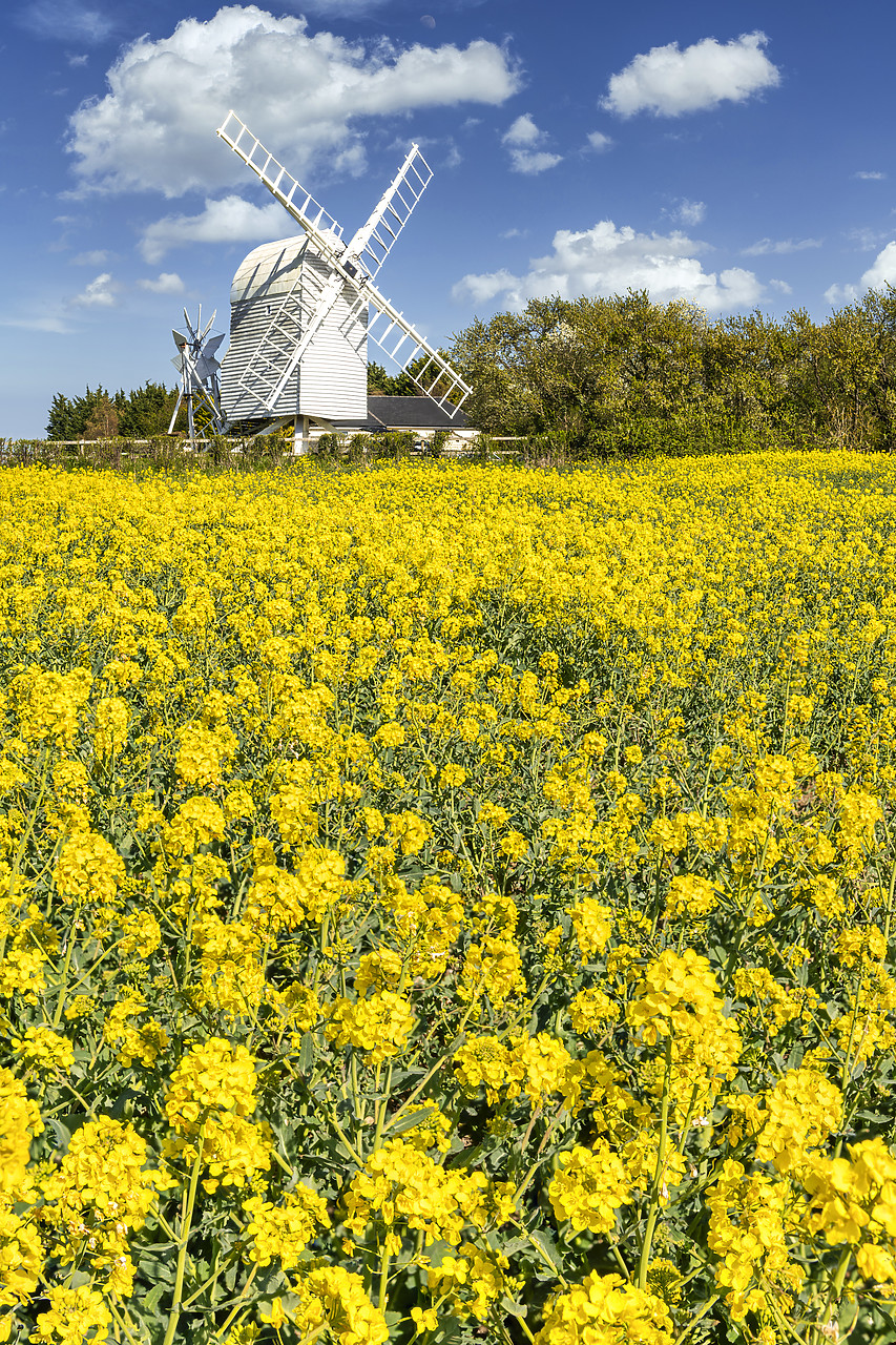 #410089-3 - Great Chishill Windmill in Field of Rape, Cambridgeshire, England