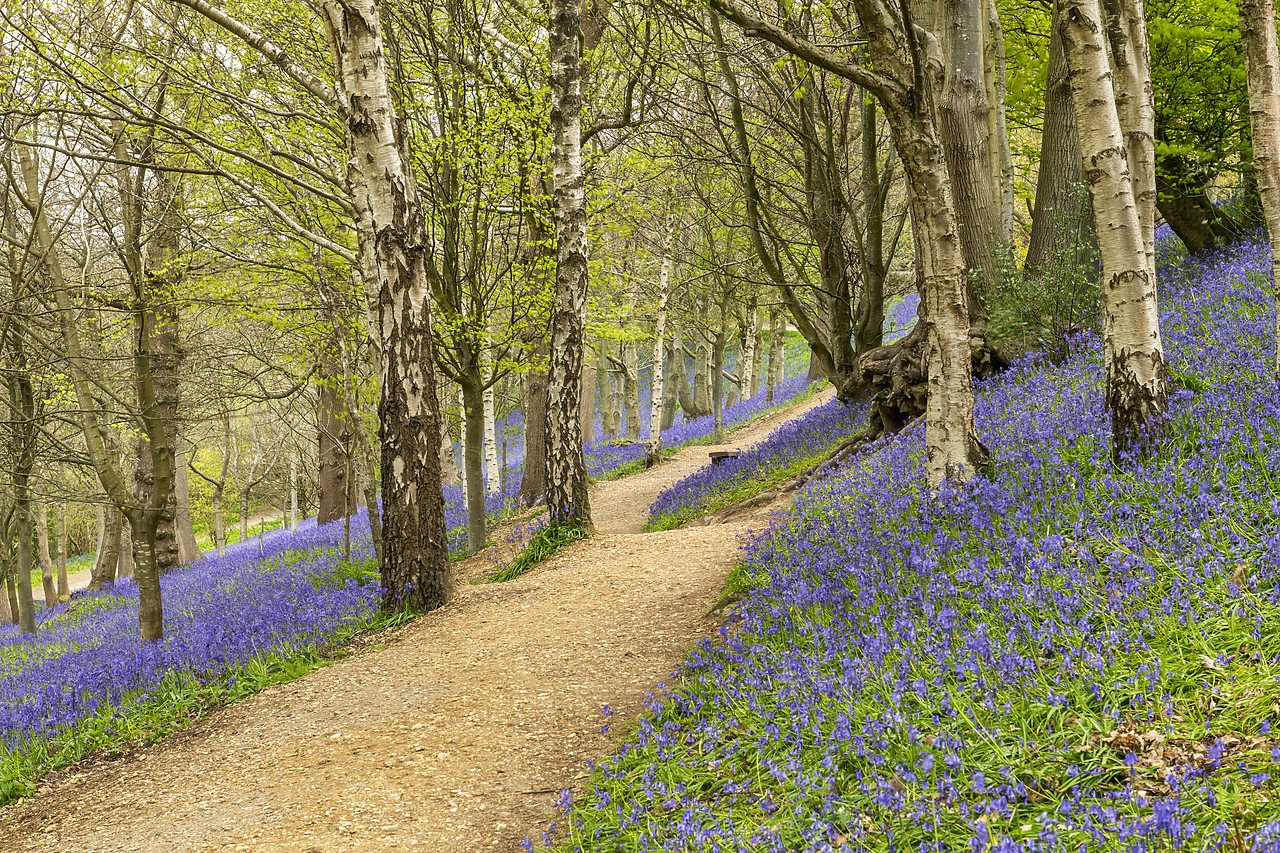 #410092-1 - Path Through Bluebells, Emmetts Garden, Ide Hill, Kent, England