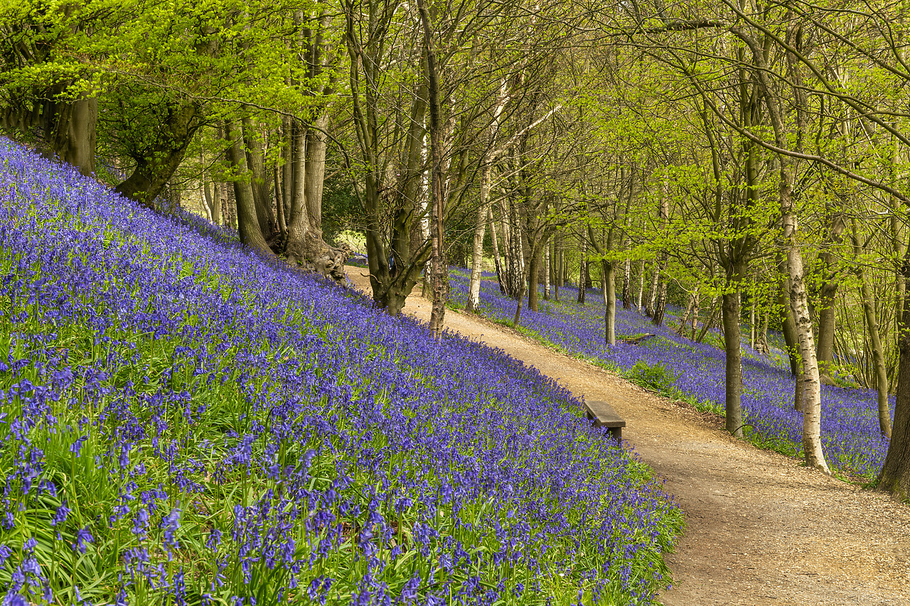 #410093-1 - Path Through Bluebells, Emmetts Garden, Ide Hill, Kent, England