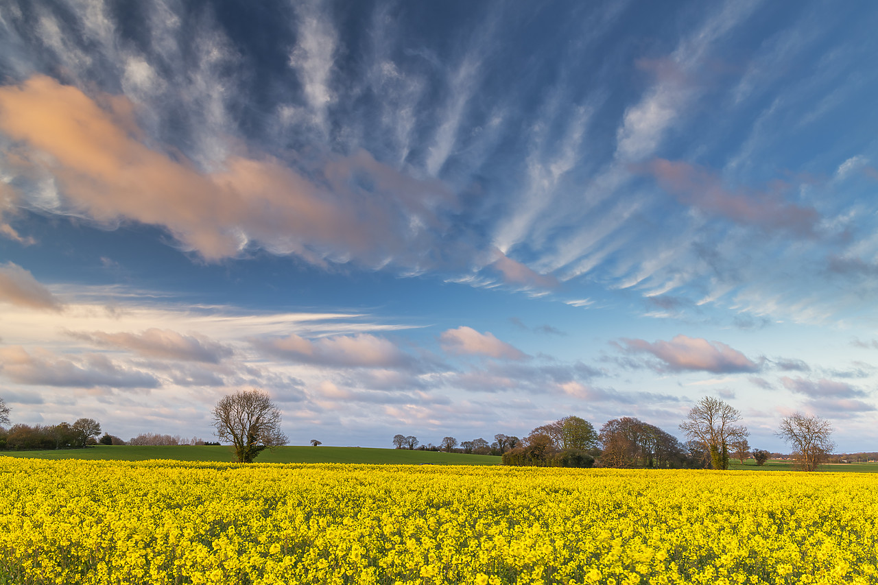 #410095-1 - Evening Sky Over Field of Rape, Norfolk, England