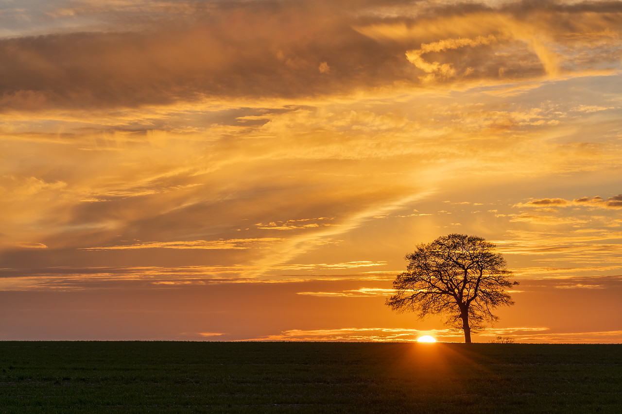#410096-1 - Lone Tree at Sunset, Norfolk, England