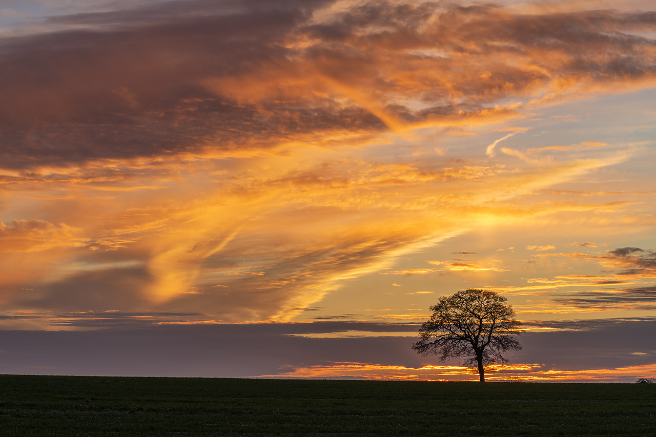 #410097-1 - Lone Tree at Sunset, Norfolk, England