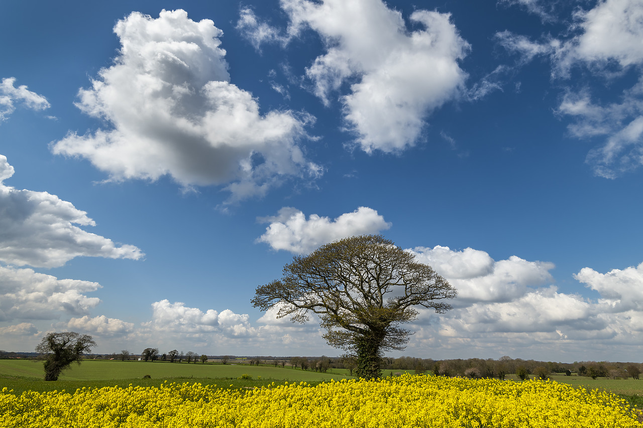 #410126-1 - Tree in Field of Rape, Norfolk, England