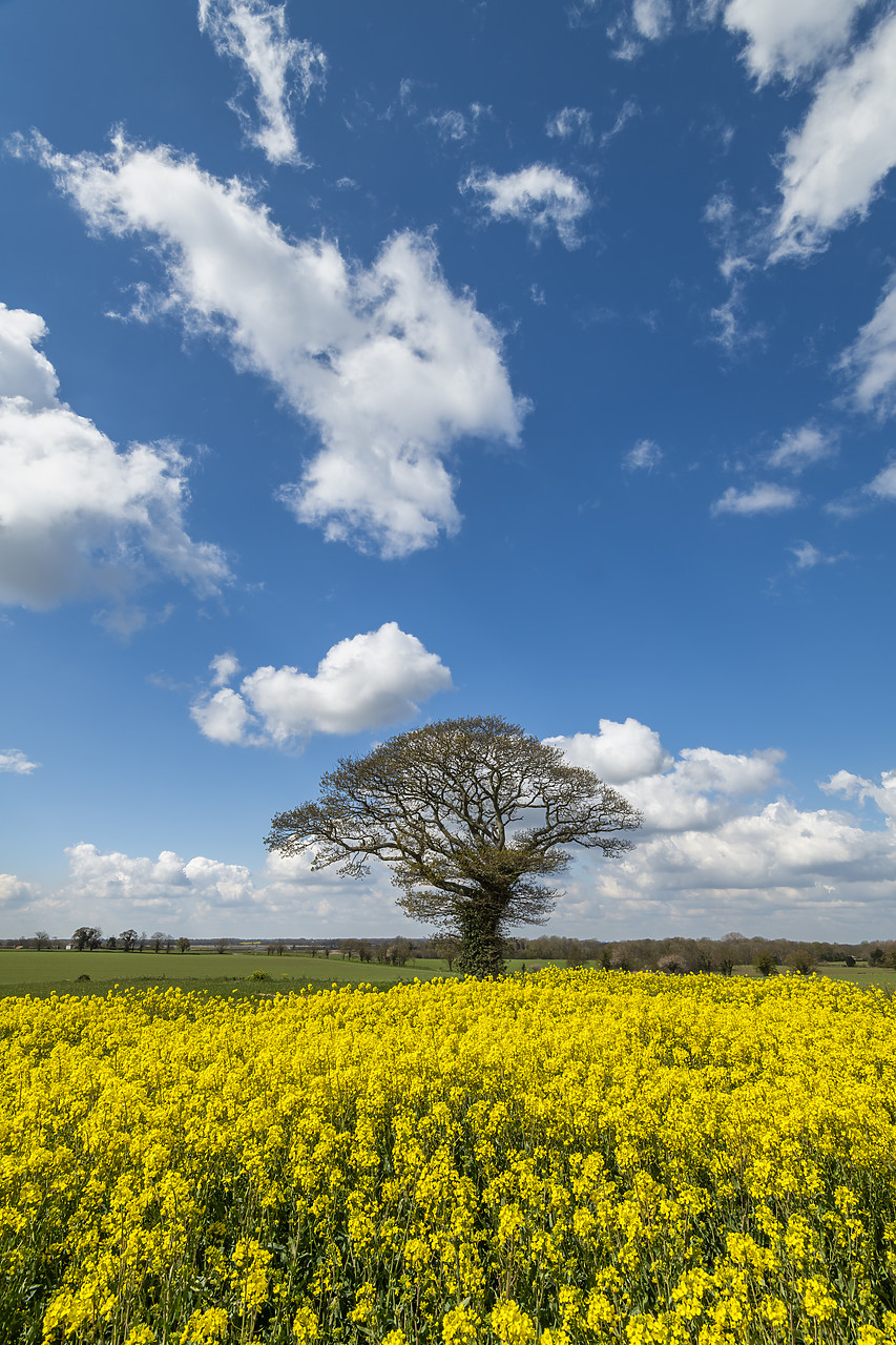 #410127-1 - Tree in Field of Rape, Norfolk, England