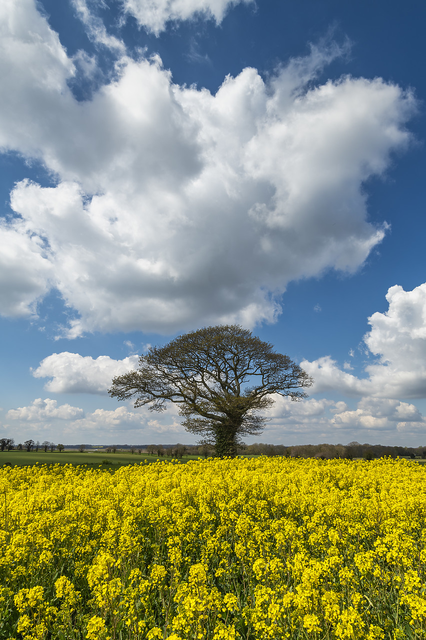 #410128-1 - Tree in Field of Rape, Norfolk, England