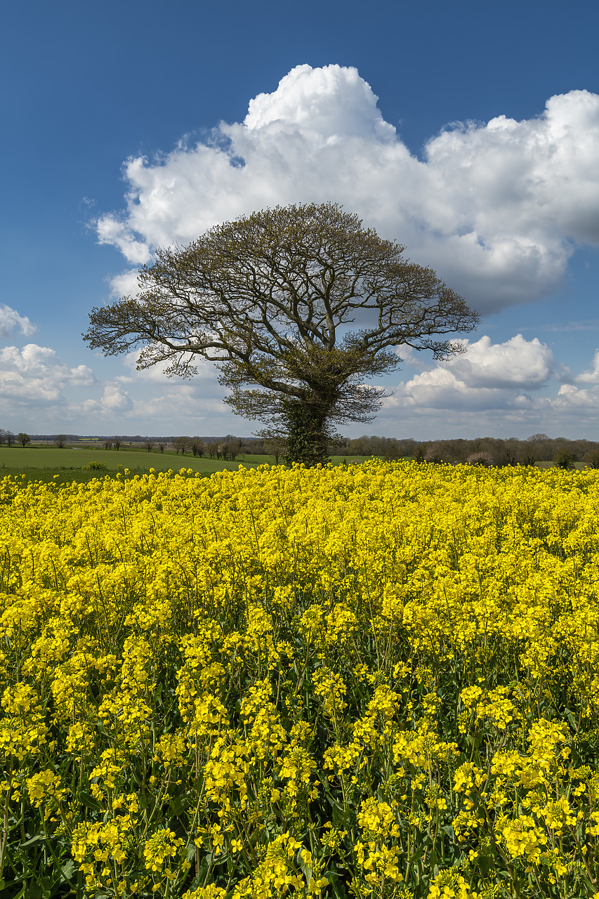 #410129-1 - Tree in Field of Rape, Norfolk, England