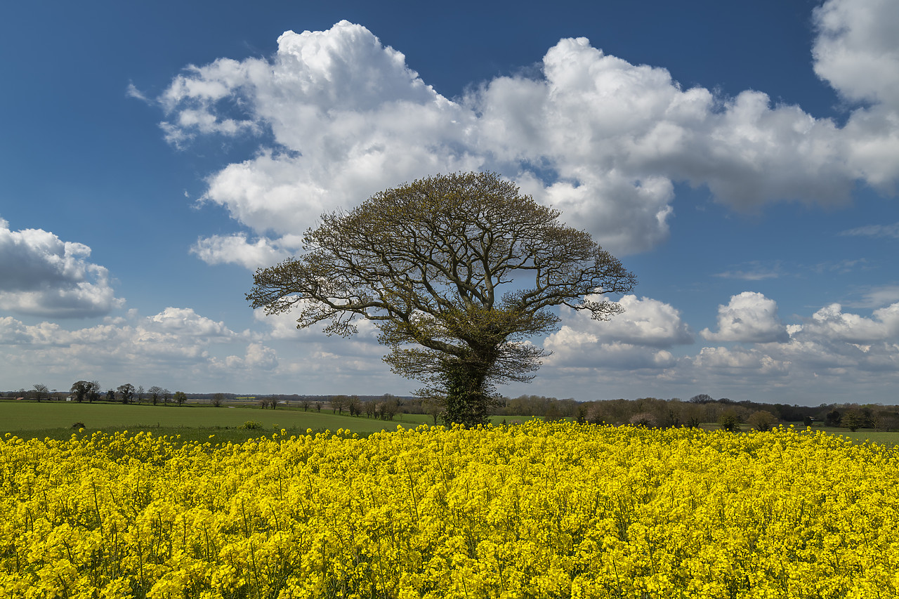 #410130-1 - Tree in Field of Rape, Norfolk, England