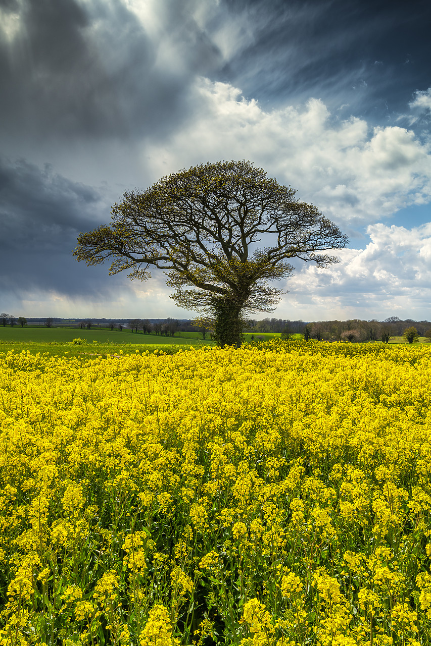 #410131-1 - Tree in Field of Rape, Norfolk, England