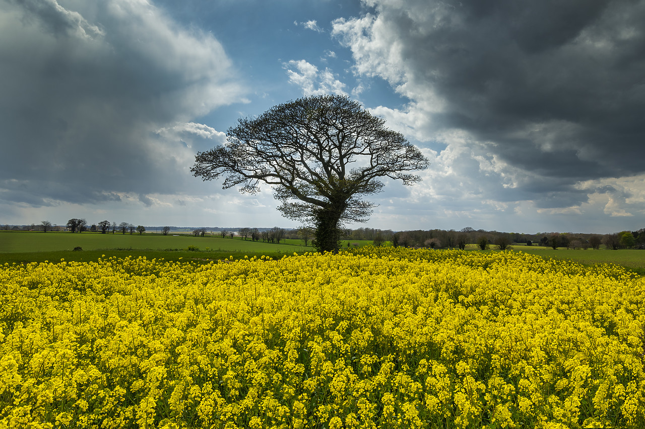 #410132-1 - Tree in Field of Rape, Norfolk, England
