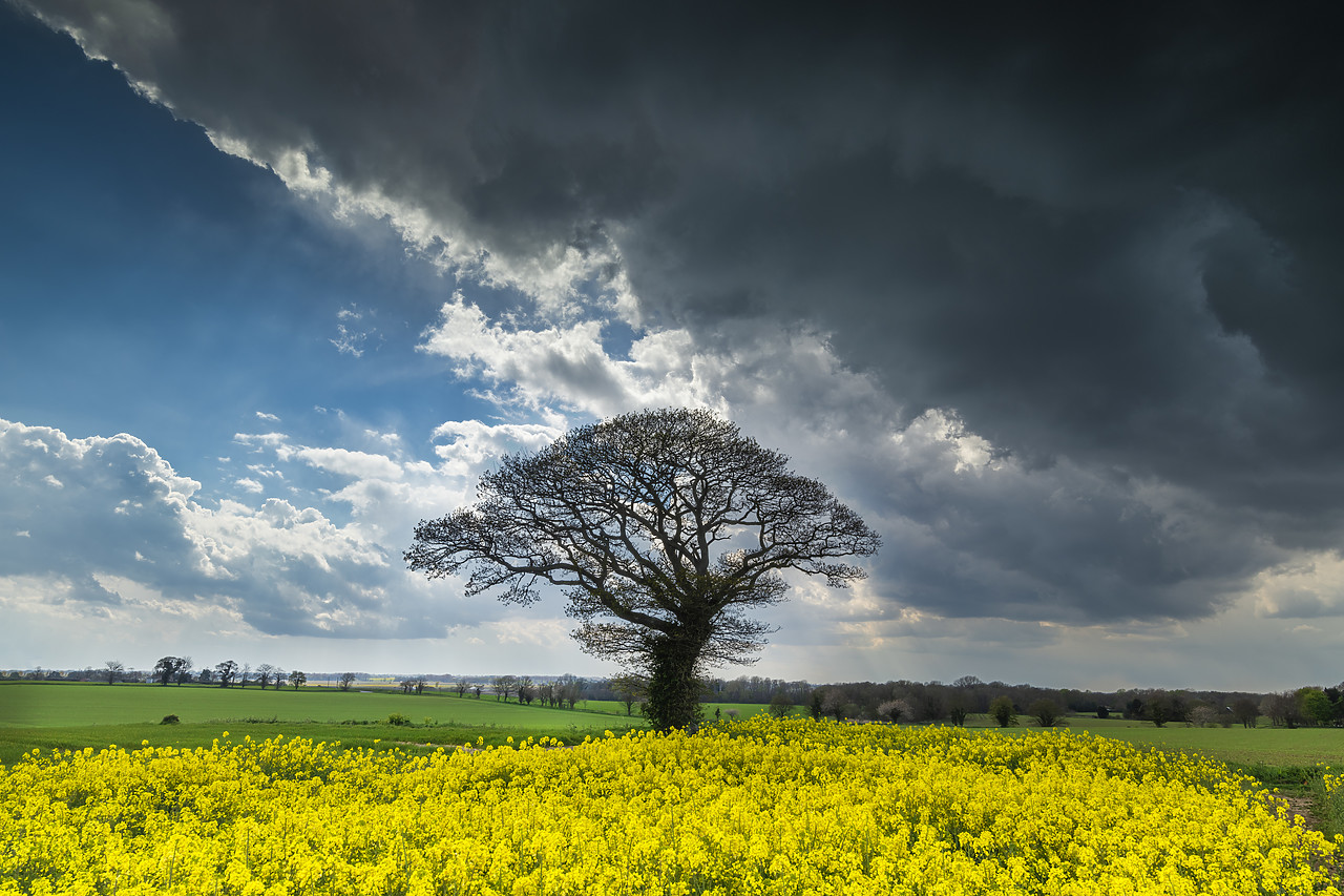 #410133-1 - Tree in Field of Rape, Norfolk, England