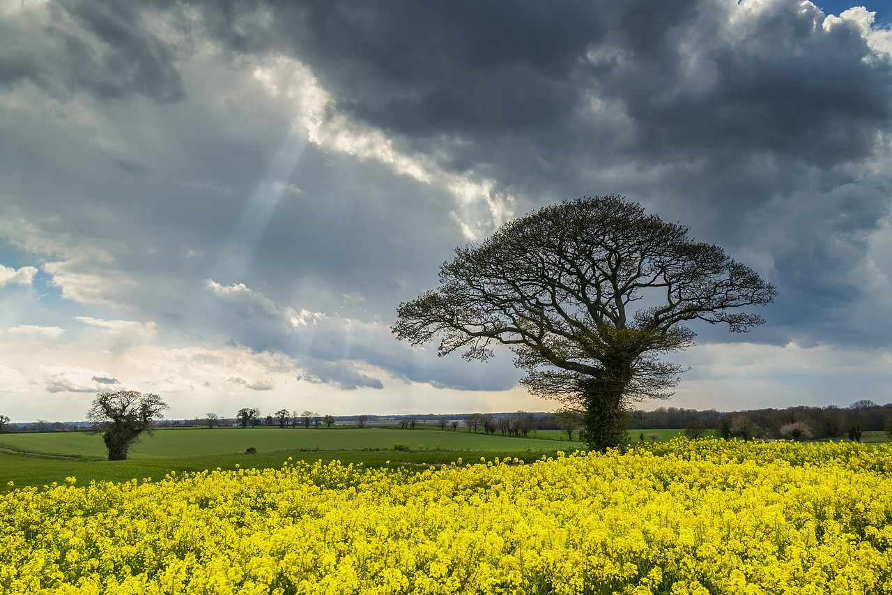 #410134-1 - Tree in Field of Rape, Norfolk, England