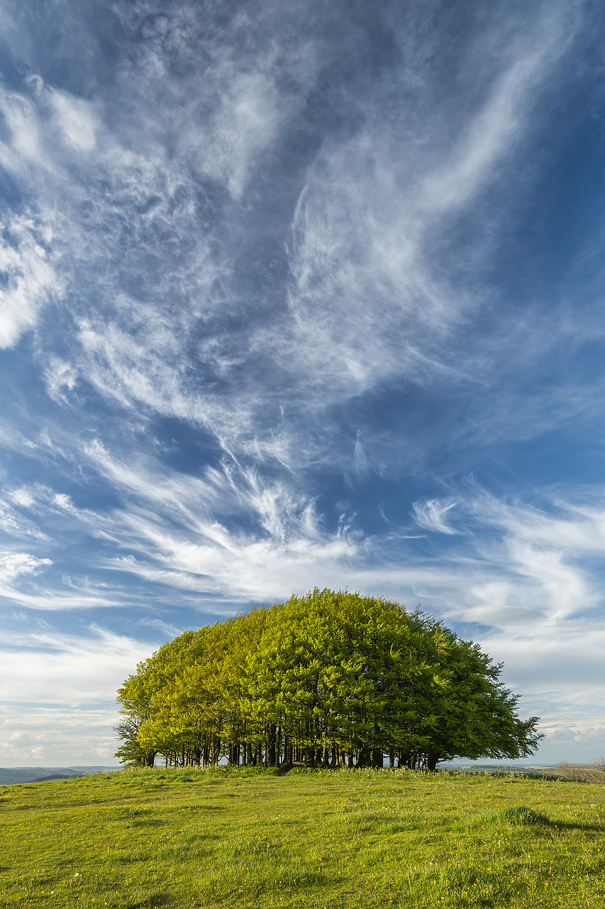 #410147-2 - Cirrus Clouds over Beech Trees, Win Green Hill, Wiltshire, England