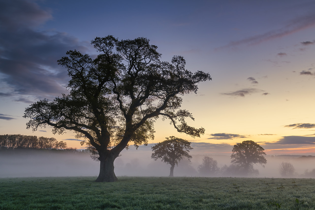 #410153-1 - Oak Tree in Morning Mist, Dorset, England