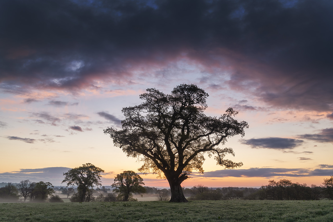 #410154-1 - Oak Tree at Sunrise, Dorset, England